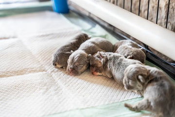 How to Properly Use a Whelping Box for First-Time Dog Breeders
