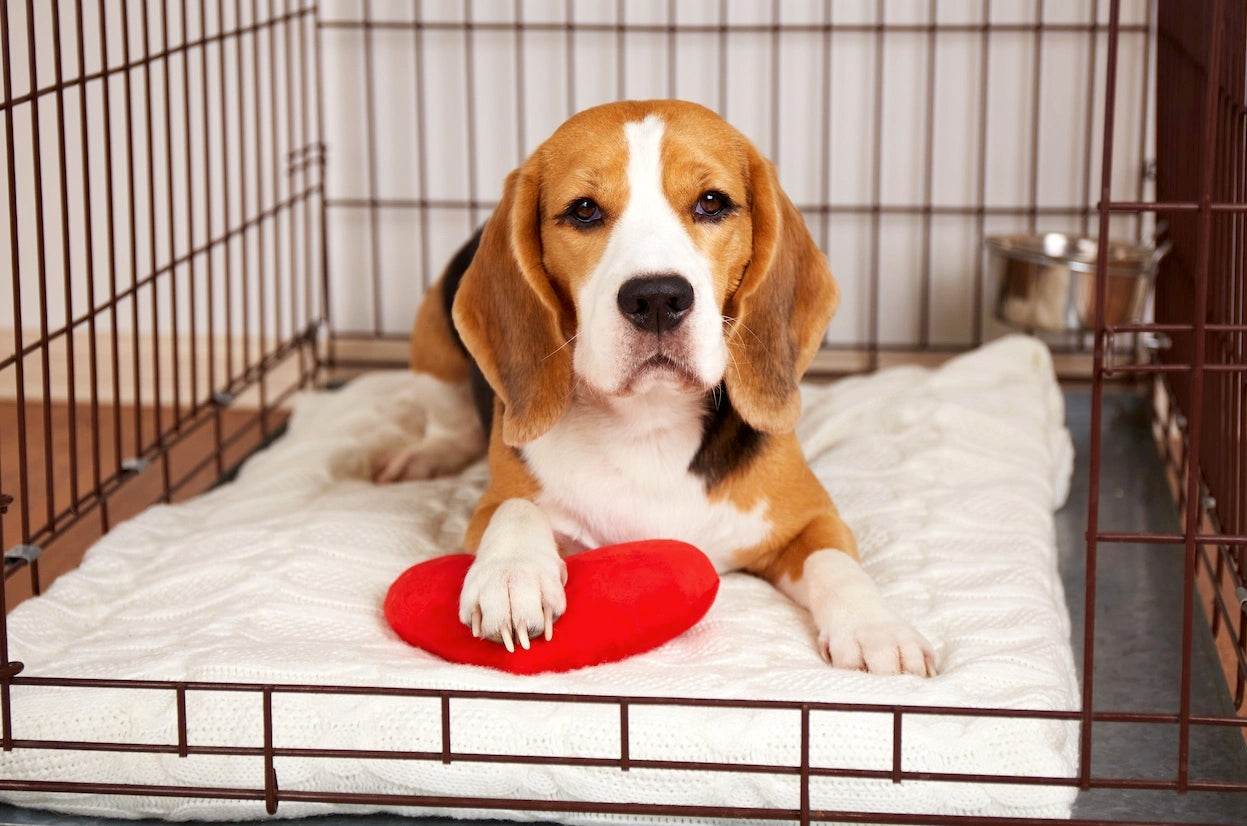 Canine whelping supplies deals