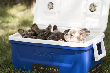 Large Or Small Portable Puppy Incubator?