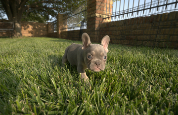 Signs of Overfeeding in a Newborn Puppy