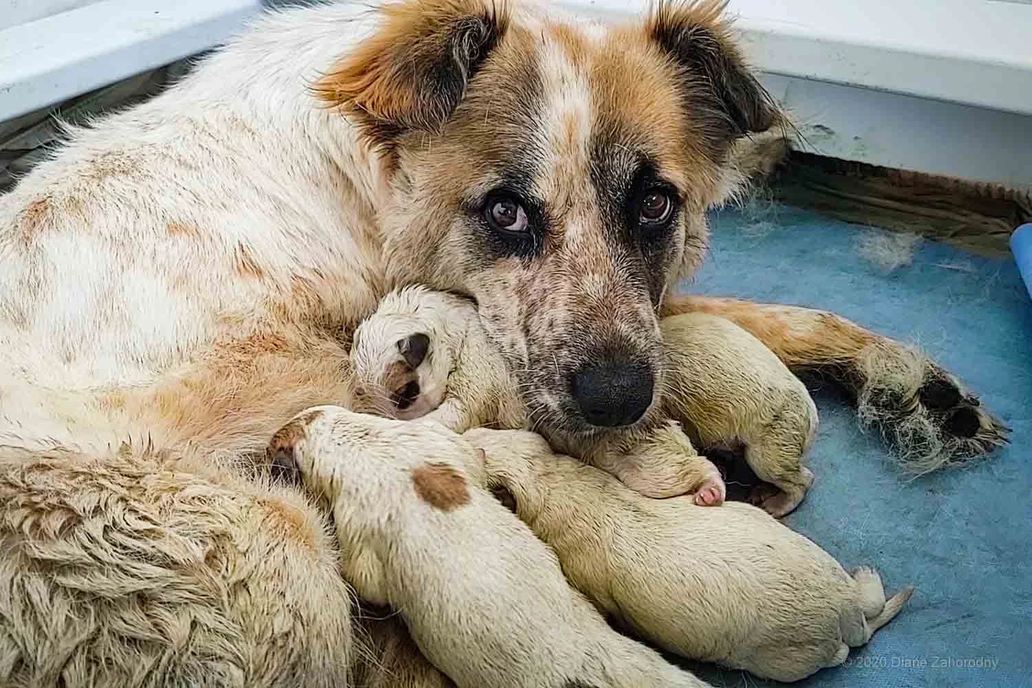 Newborn puppy panting best sale