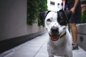 How to Detect Early Signs of Labor in Pregnant Dogs