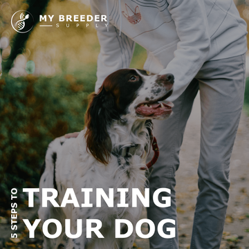 5 Simple Steps to Training Your Dog