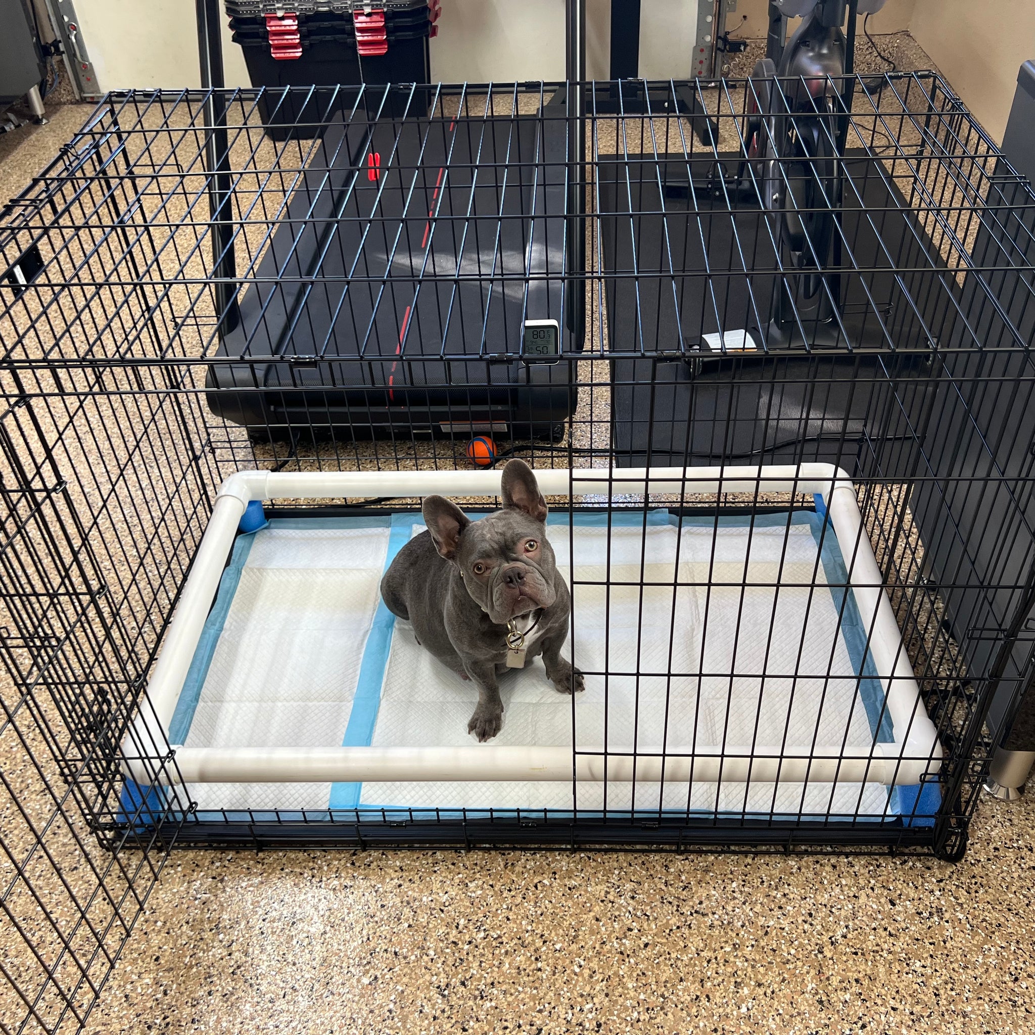 Whelping Box Rails: Creating a Safe Haven for Newborn Puppies | MBS