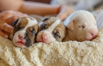 The Role of a Puppy Feeding Tube: Ensuring Proper Nutrition and Care