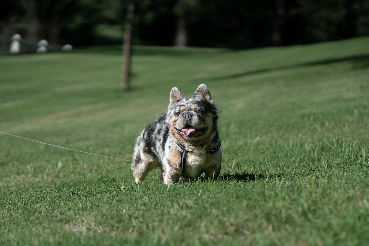 How to Keep Your Pregnant Dog Safe During Hot Weather