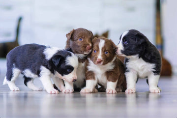The Benefits of Using Shipmate for Dog Breeding
