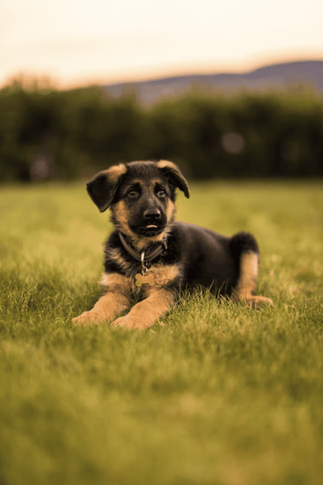 Black and tan puppy laying in a field