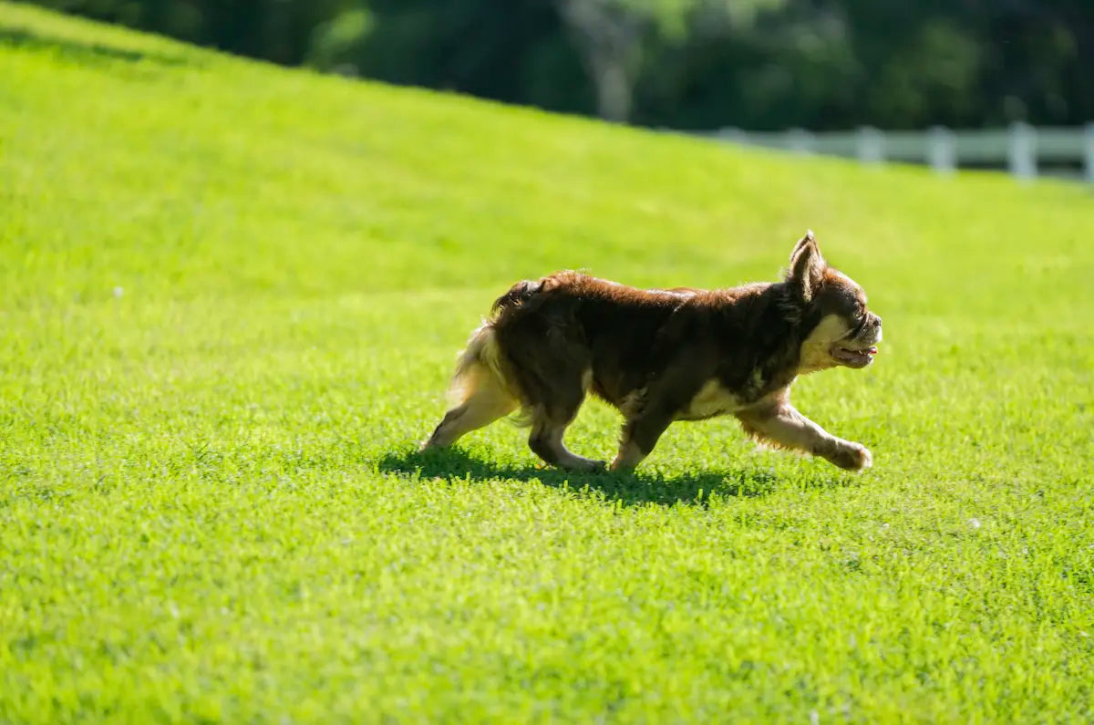 Common Mistakes When Using Dog Pregnancy Test Kits and How to Avoid Them
