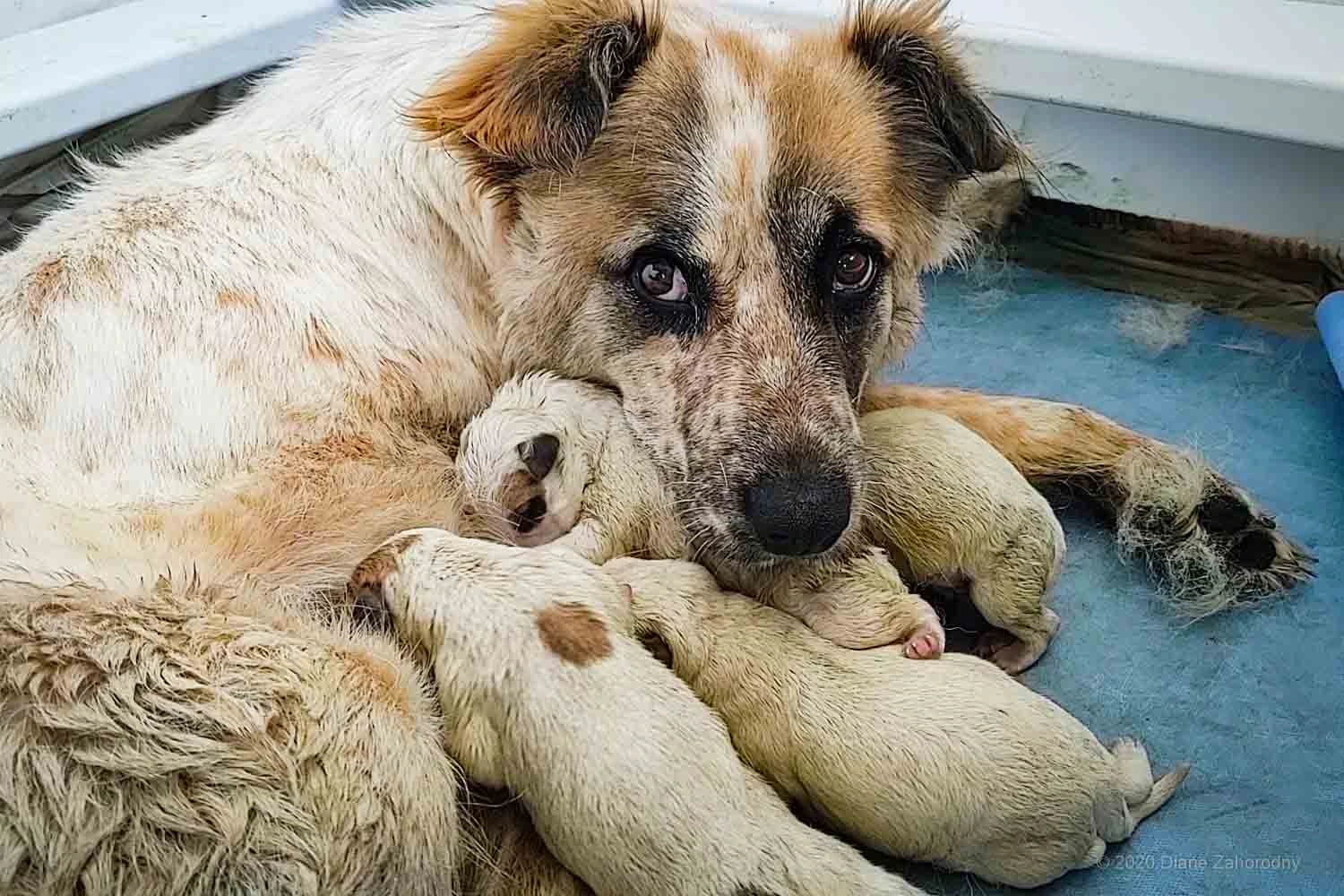 newborn puppies keeping warm with their mother