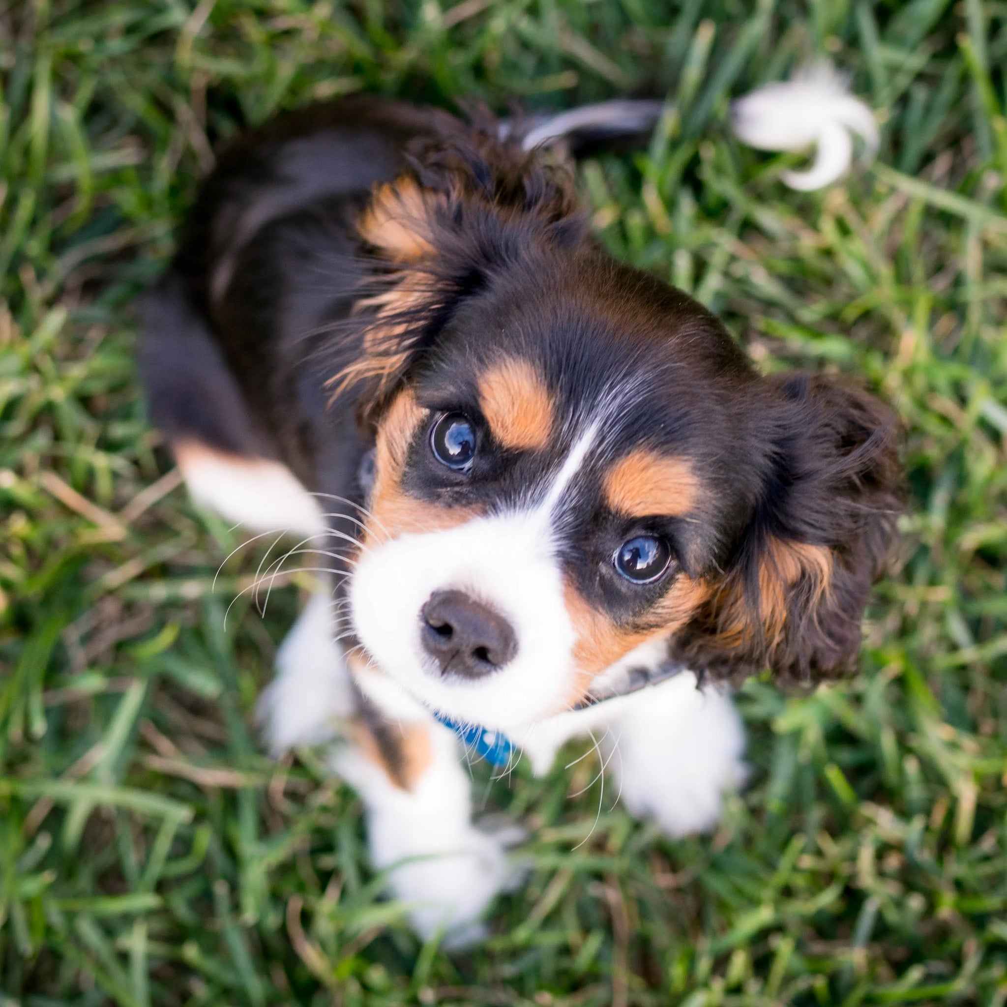 Progesterone Testing for Dogs: Optimizing Reproductive Health