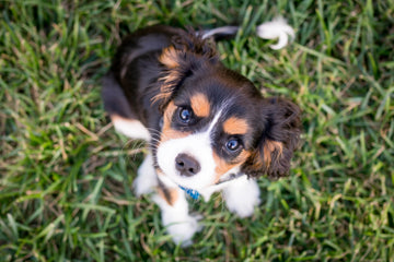 Progesterone Testing for Dogs: Optimizing Reproductive Health