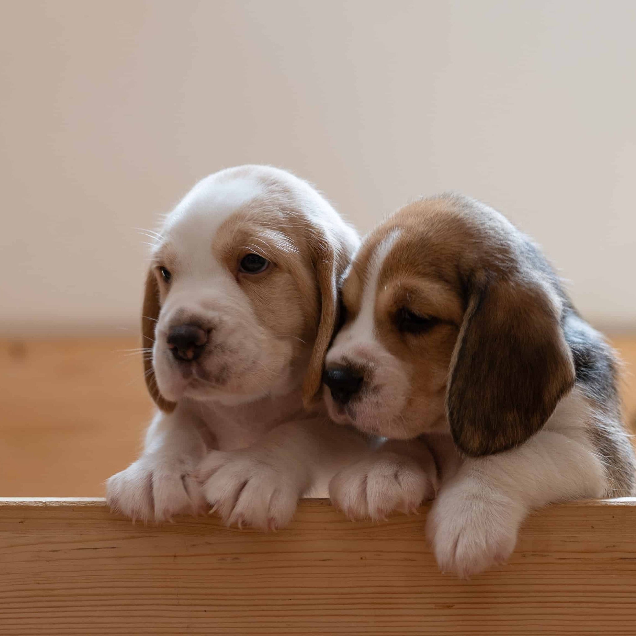 Two small puppies sitting in a wooden crate