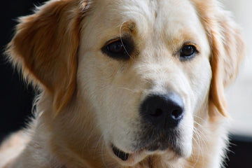 Natural Supplements To Boost Canine Fertility