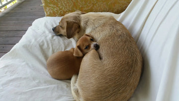 a singleton puppy with its mother