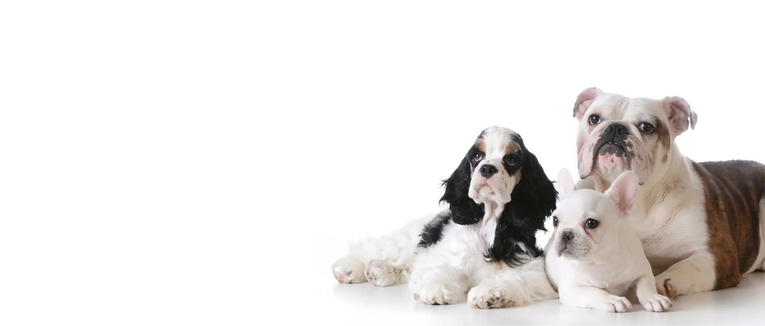 Three dogs sitting down with white background