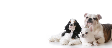 ALL INCLUSIVE* Puppy whelping care kit! – Big Bone Bulldogs