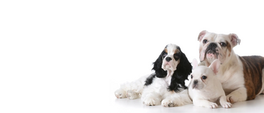 Three dogs sitting down with white background