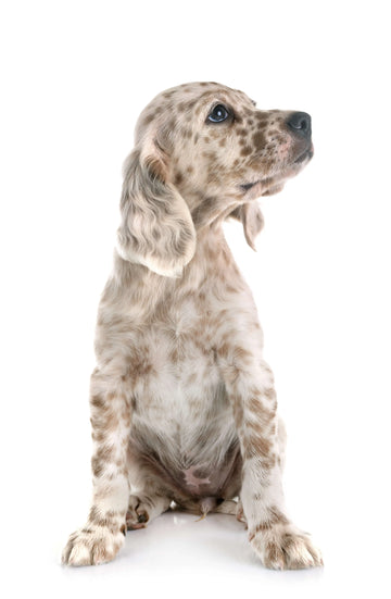 Puppy with long ears and fur with brown spots