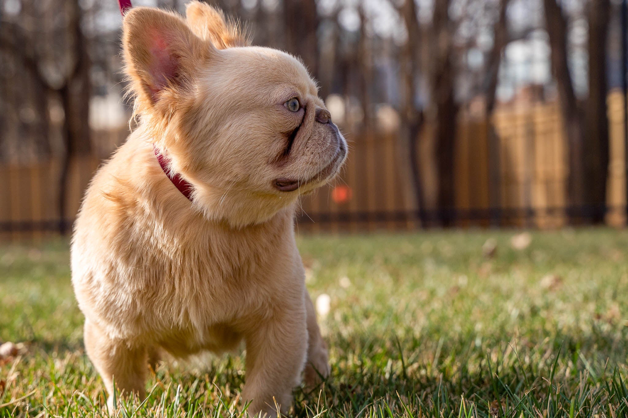 French Bulldog with blonde long hair looking to the left