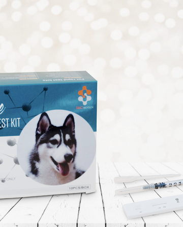 Canine Brucellosis Test Kit (5 Tests)